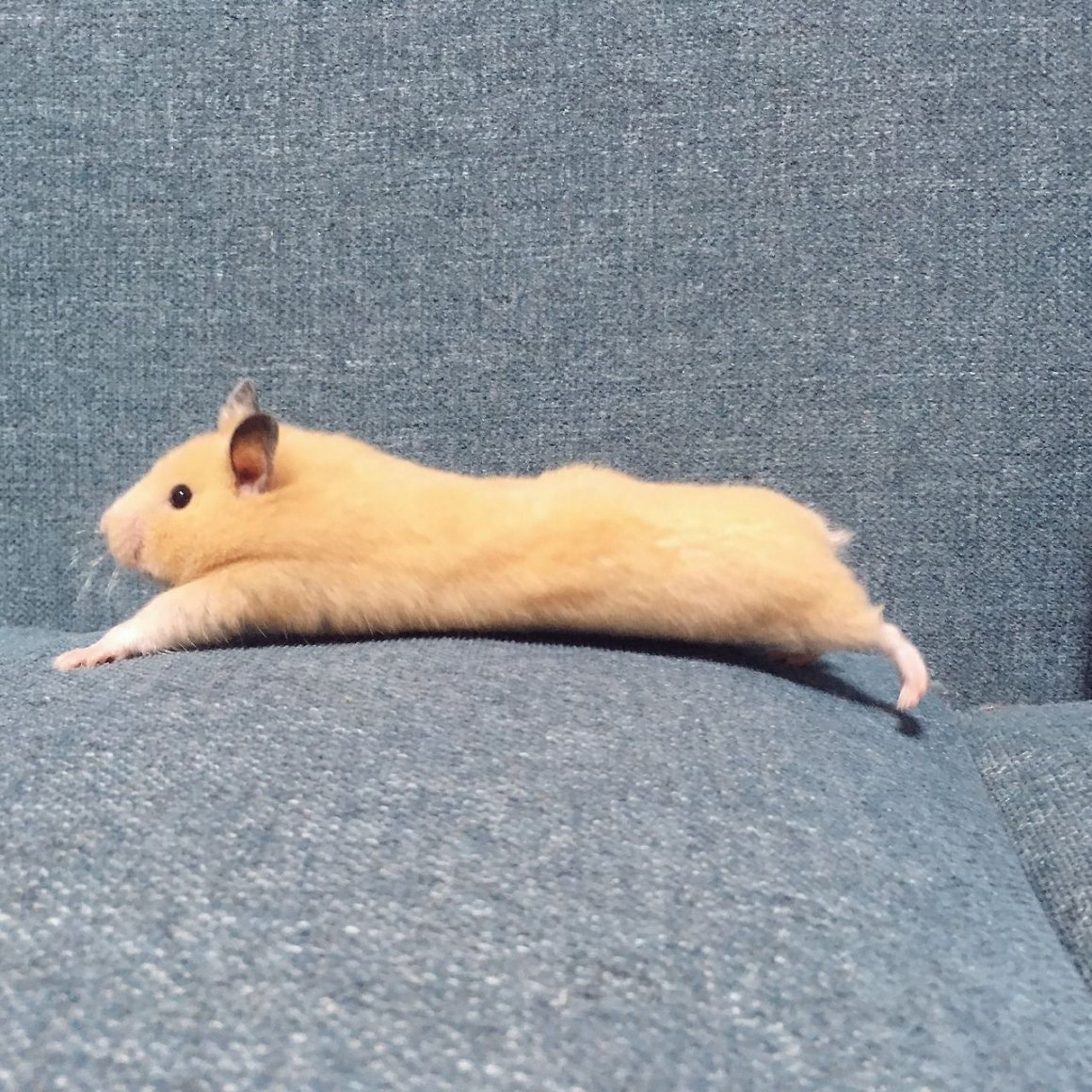 Где спят хомяки