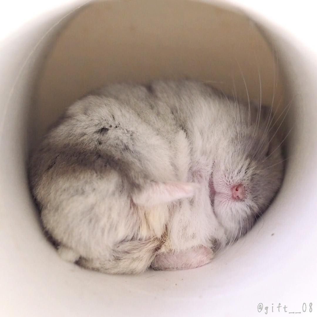 Джунгарский хомяк спит