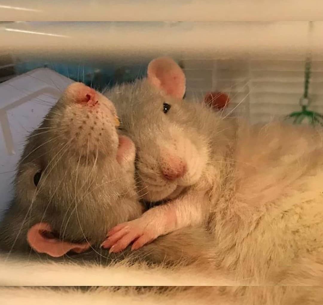 Спящие морские свинки