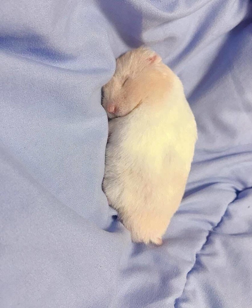 Хомяк спит в норке