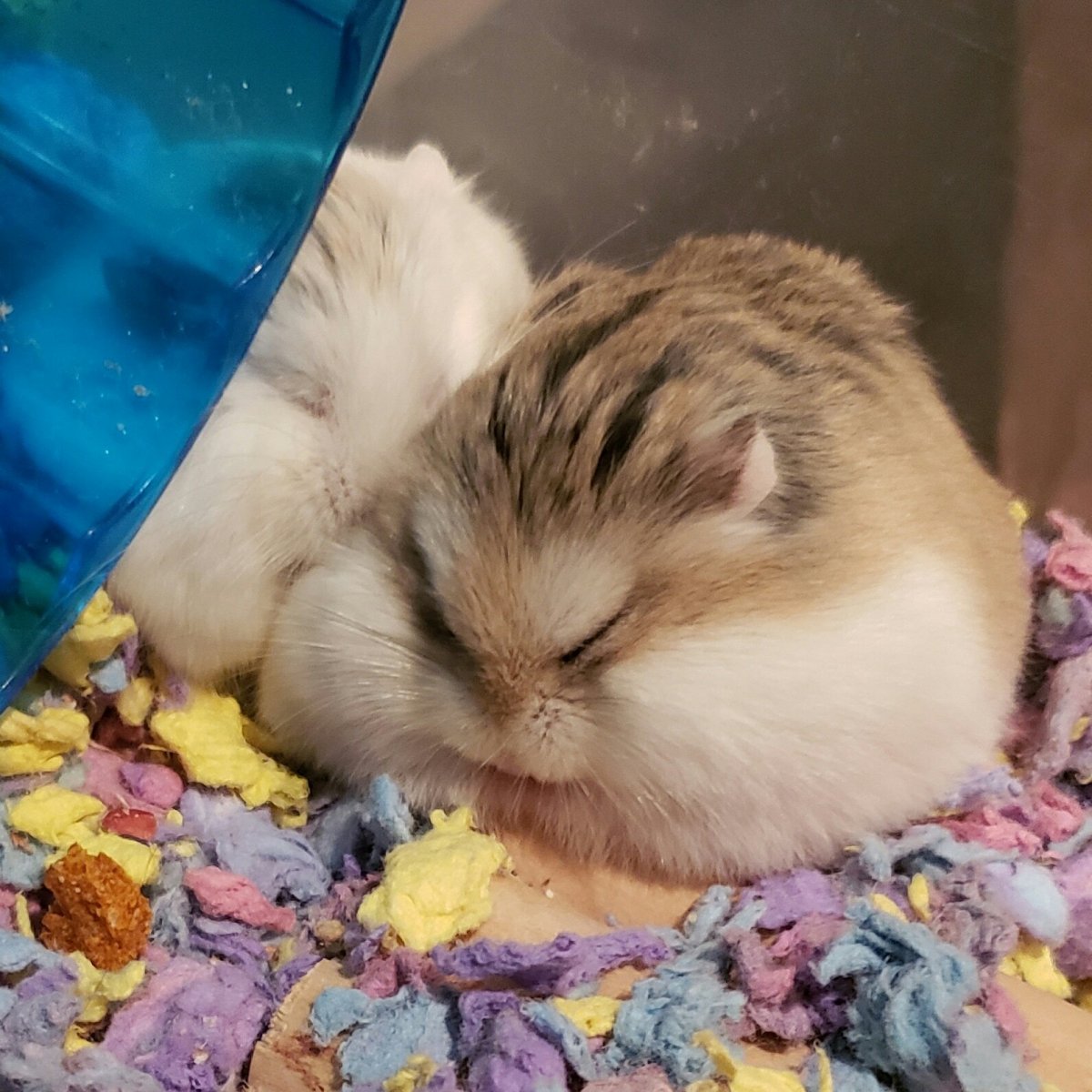 Красивые крысы