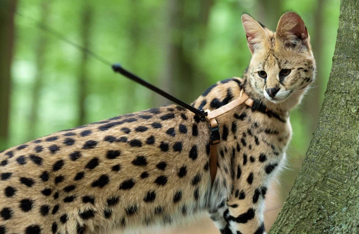 Саванна (порода кошек)