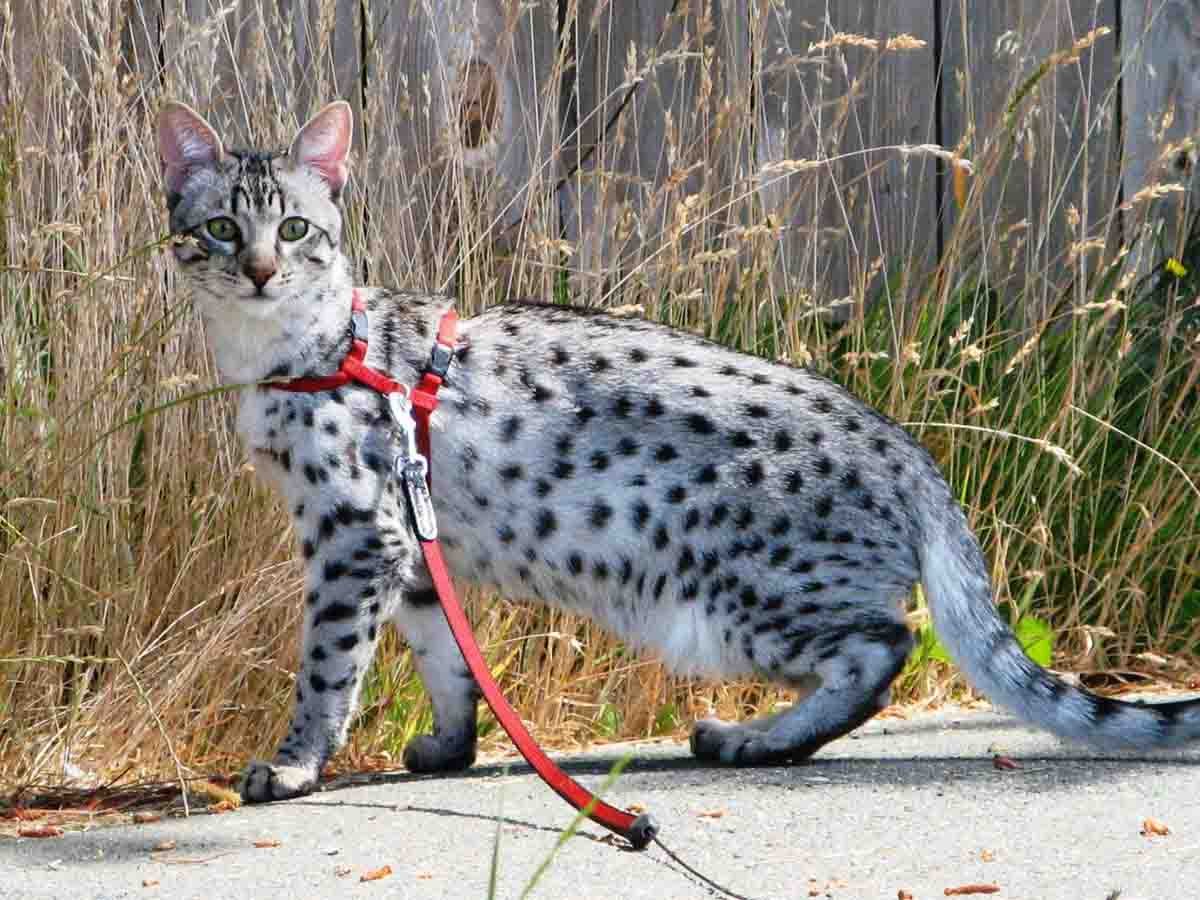 Сервал окрас