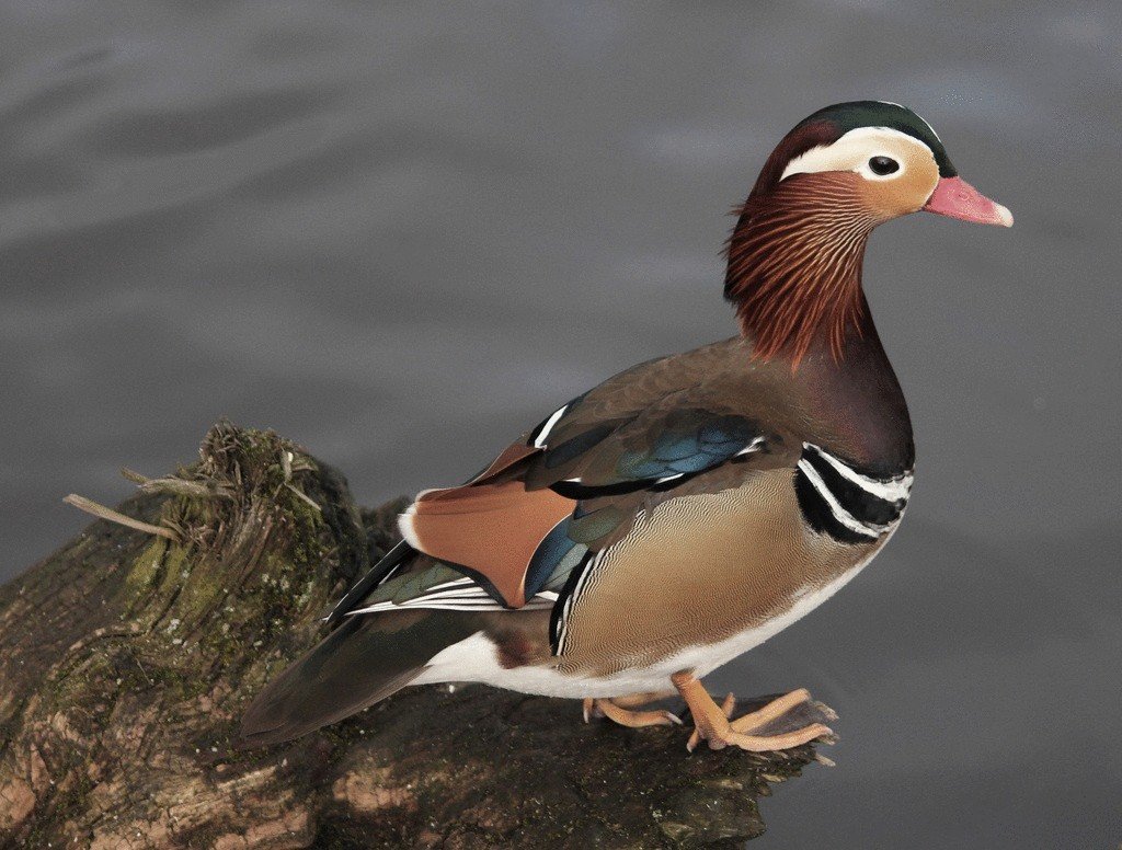 Утята гусята индоутята