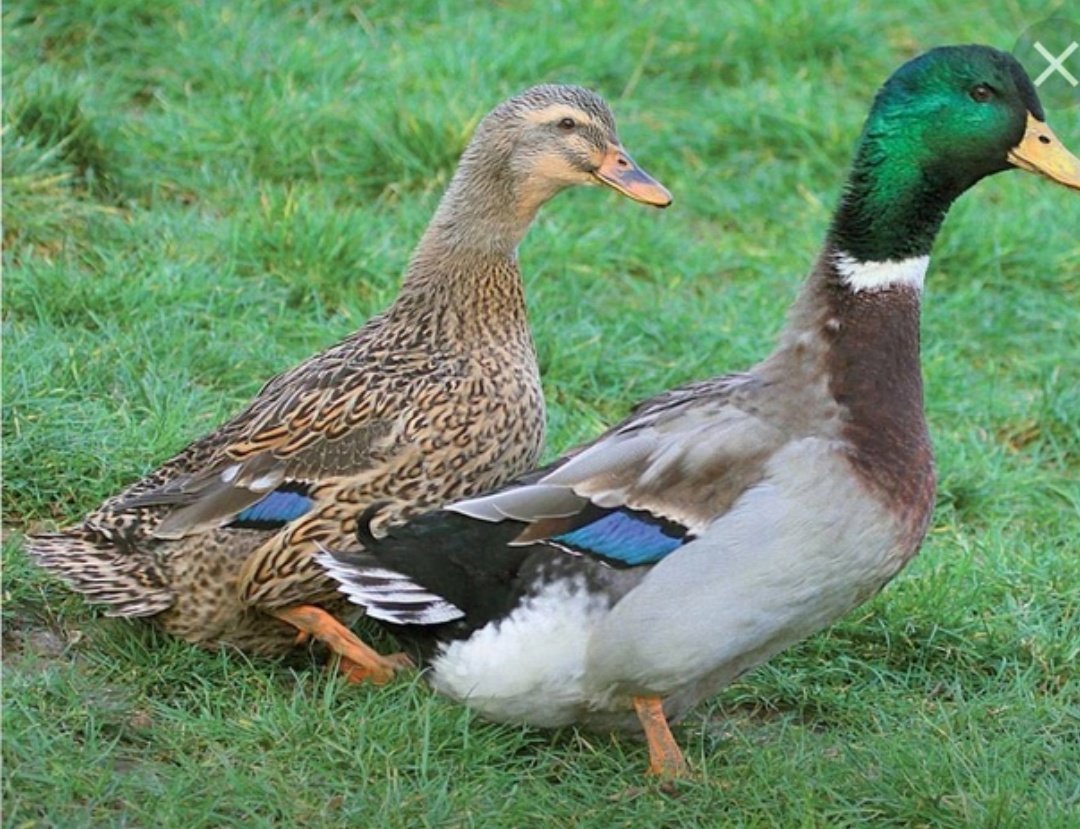 Руанская порода уток