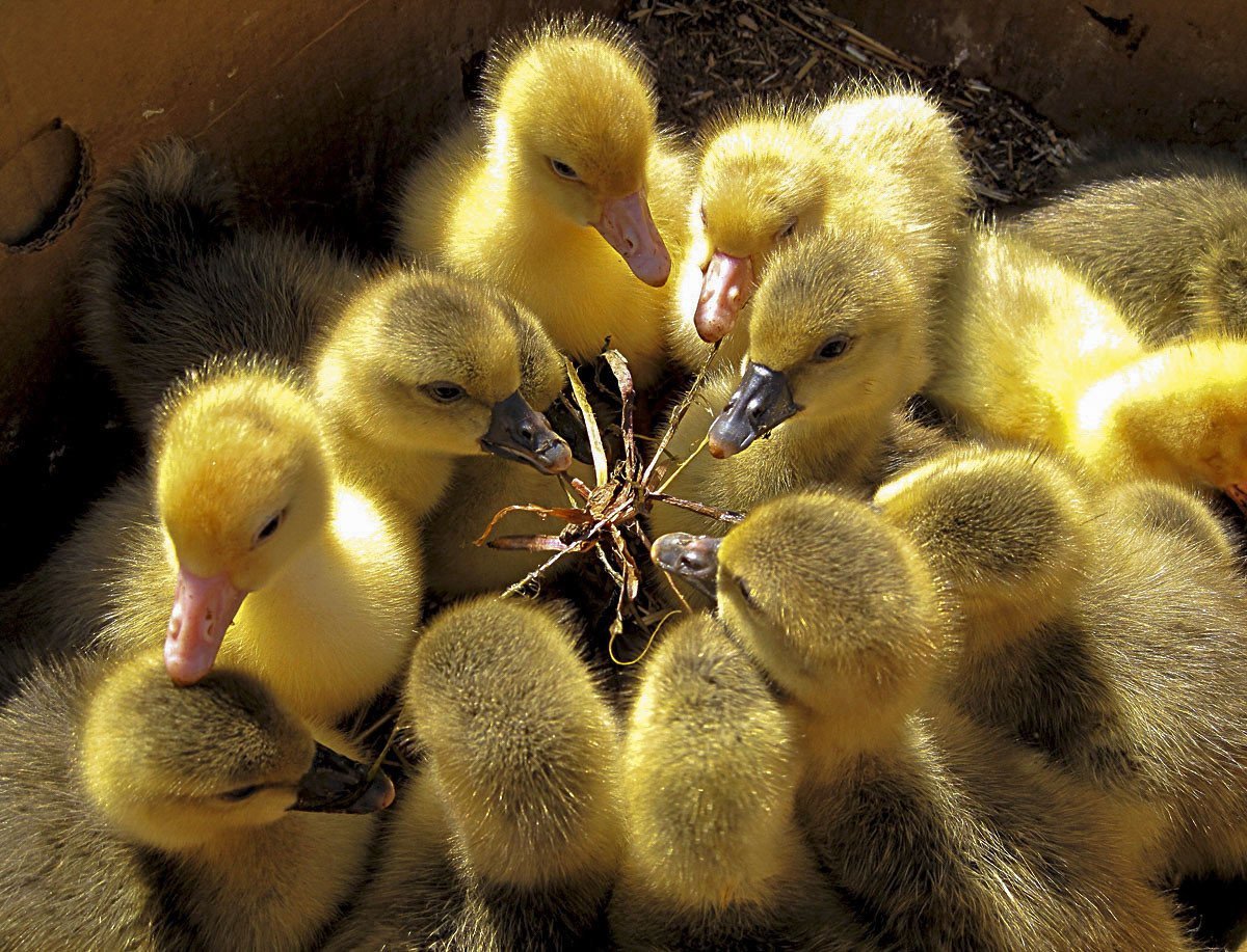 Милые уточки