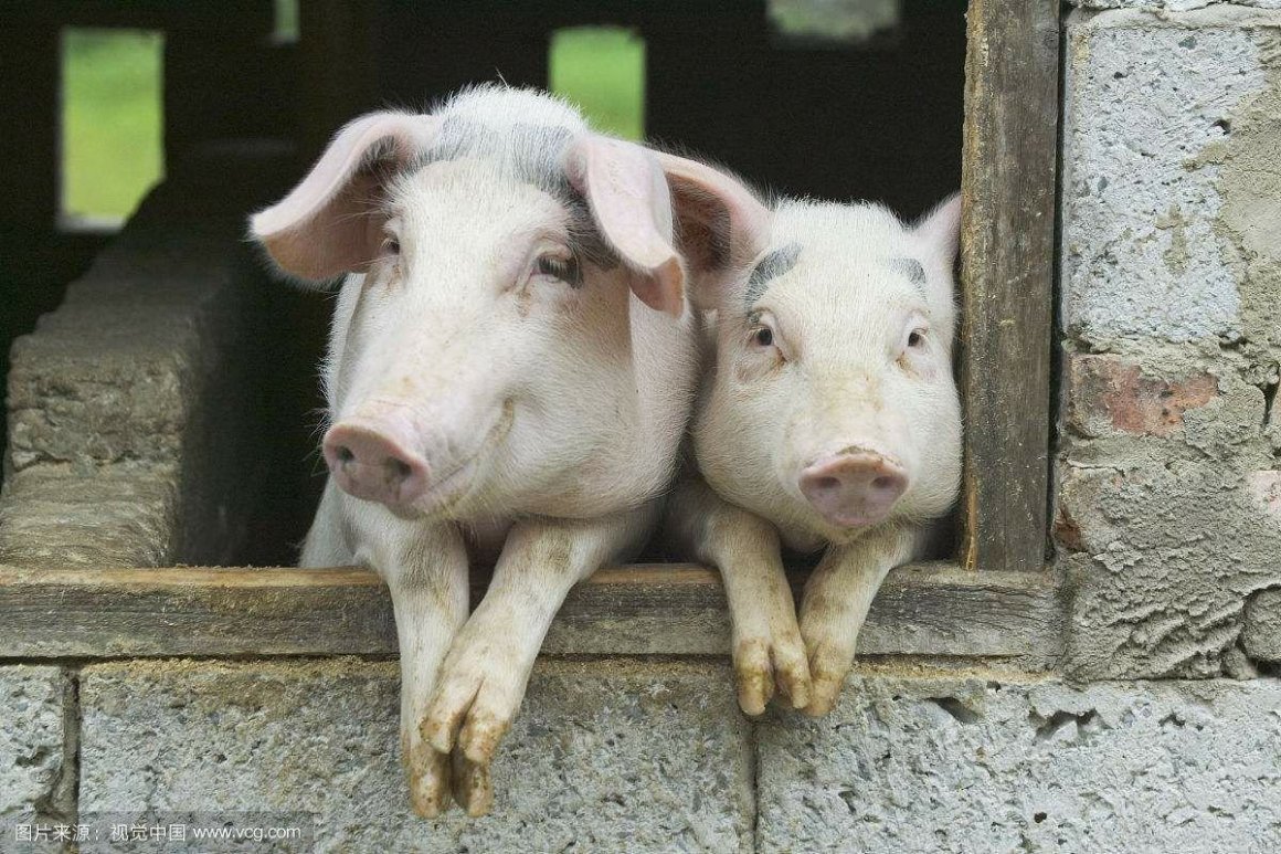 Свинья деревенская