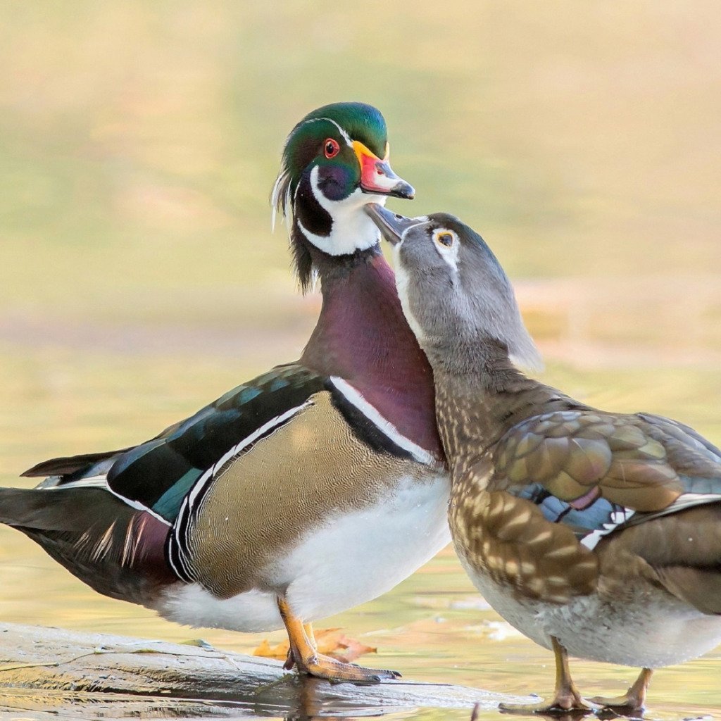 Цыплята и собака