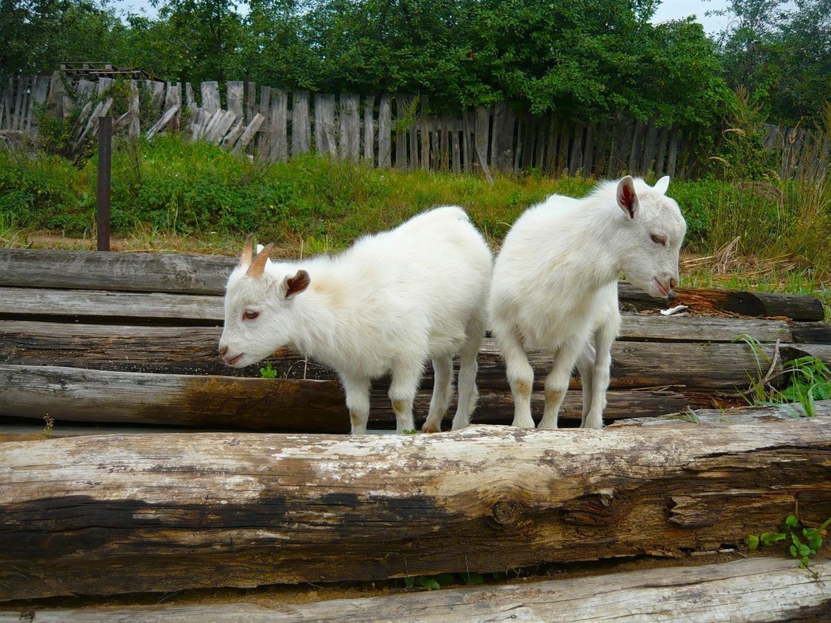 Животные в деревне