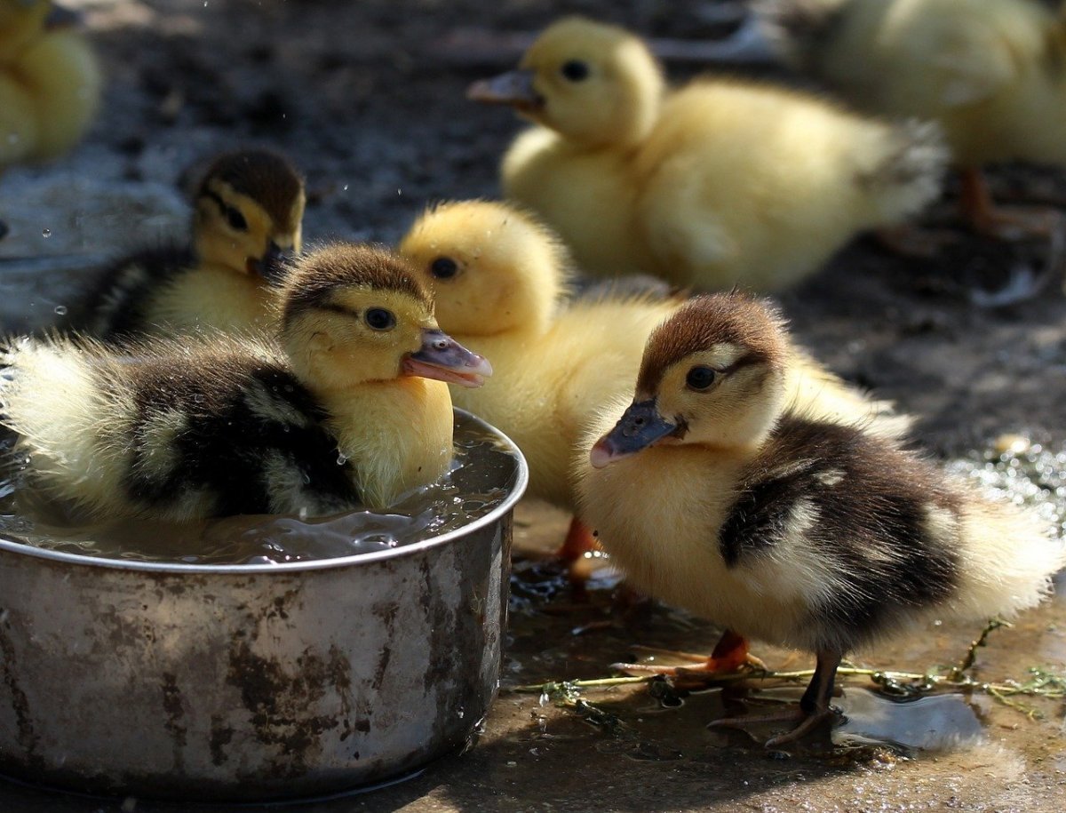 Трехнедельные утята индоутки