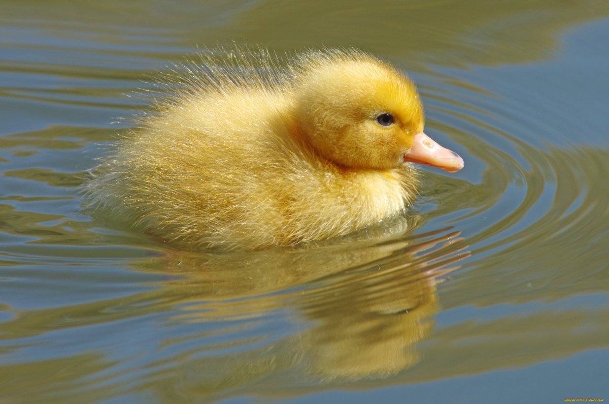 Маленькая утка