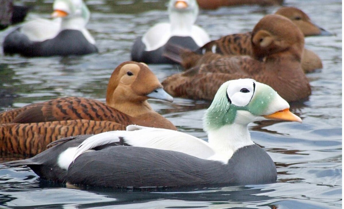 Птица очковая Гага