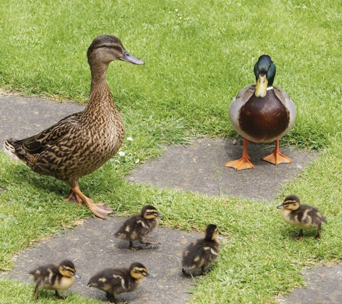 Утка селезень утята