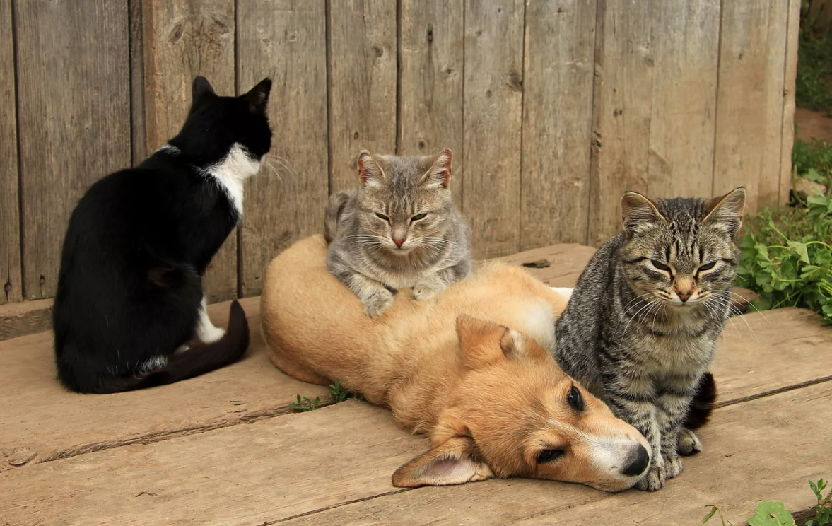 Деревенские коты и кошки