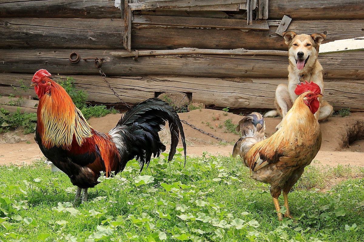 Куры в деревне