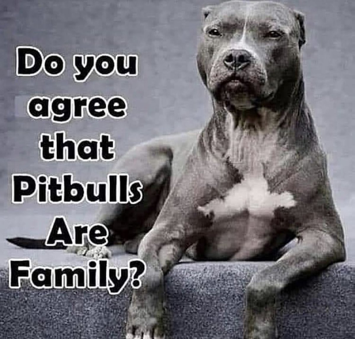 Американский стаффордширский терьер злой