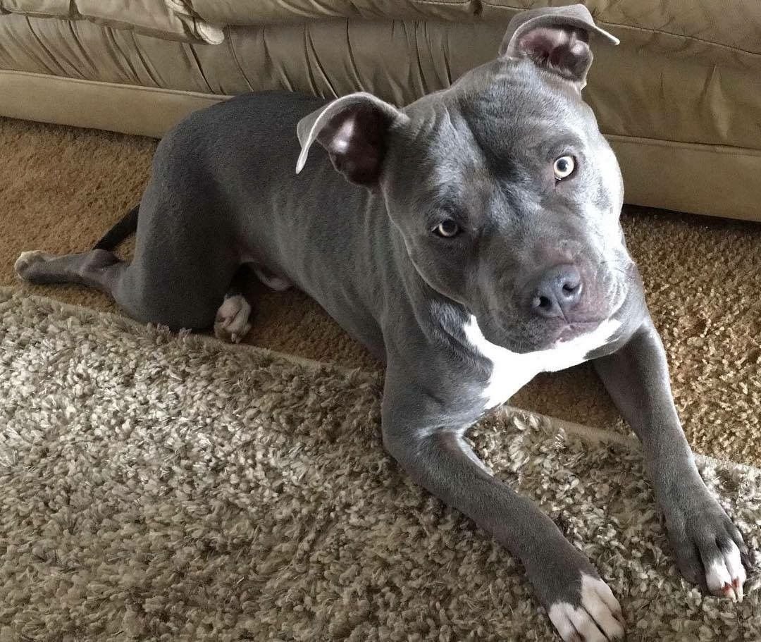 Амстафф альбинос