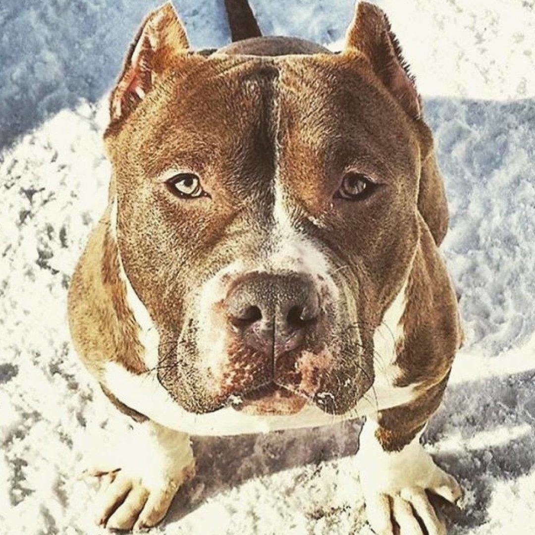 Стаффордширский терьер серый с голубыми