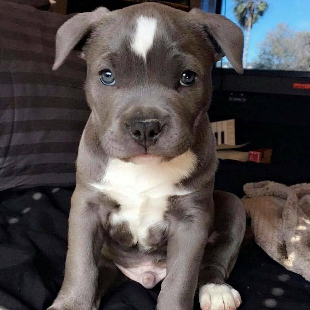 Стаффордширский бультерьер серый