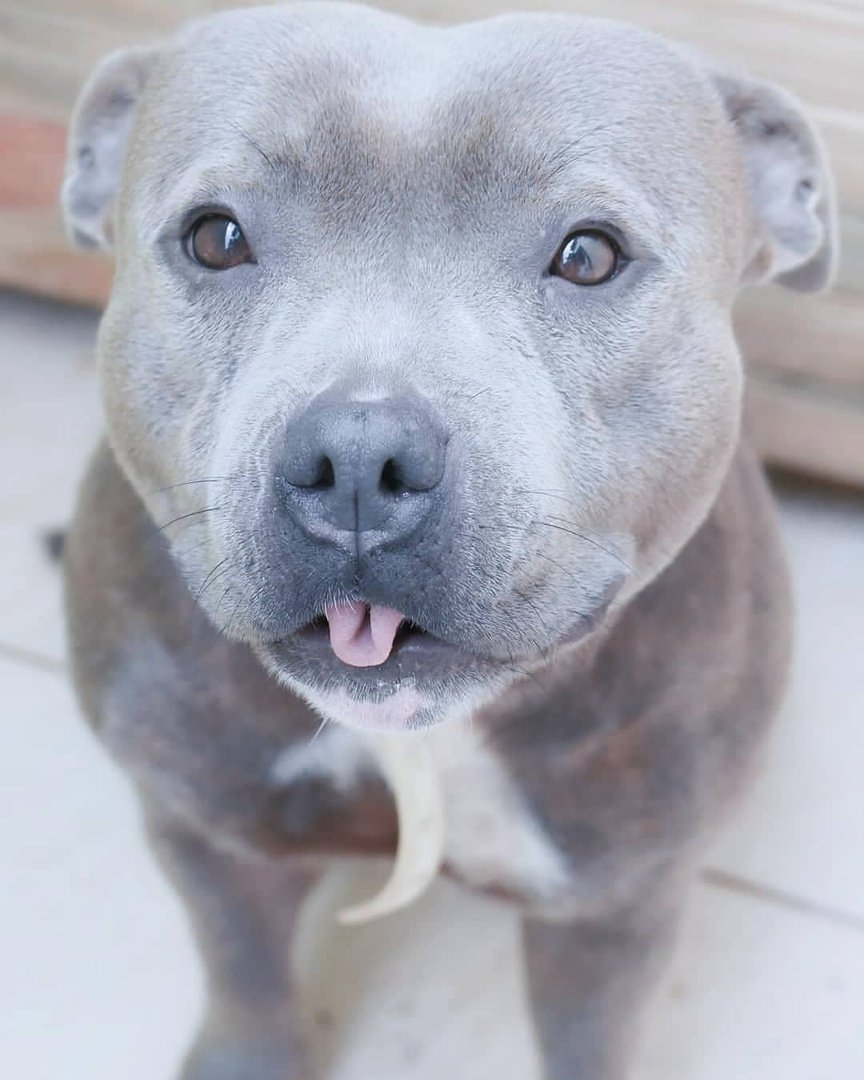 Питбультерьер щенок серый