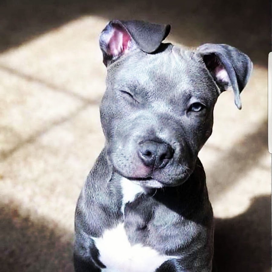 Американский стаффордширский терьер голубой