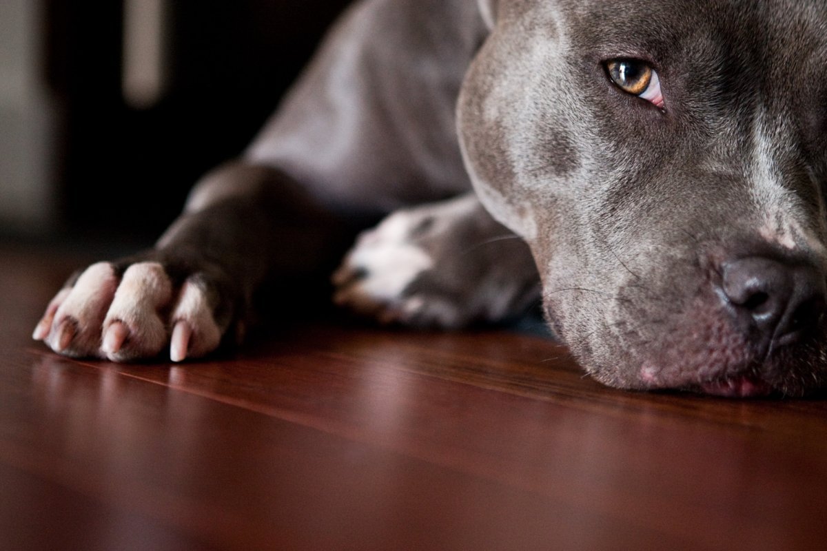 Питбультерьер щенок