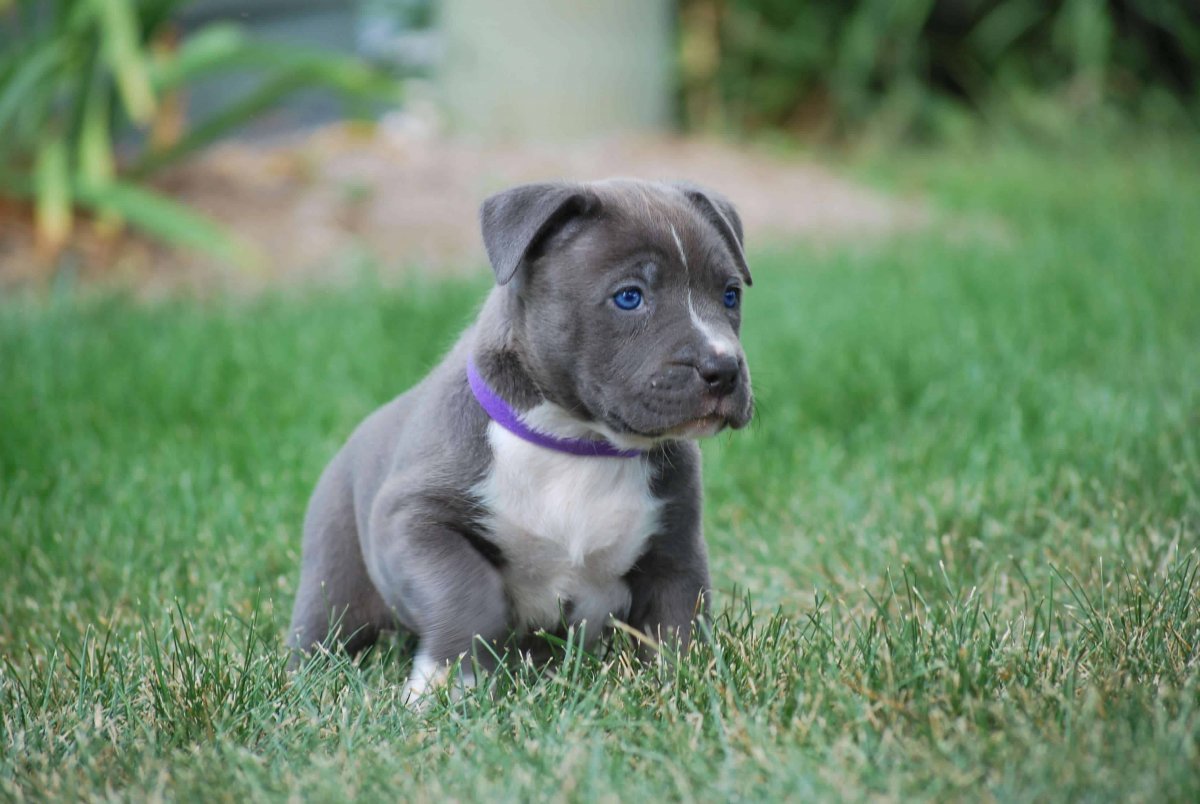 Питбультерьер сидит