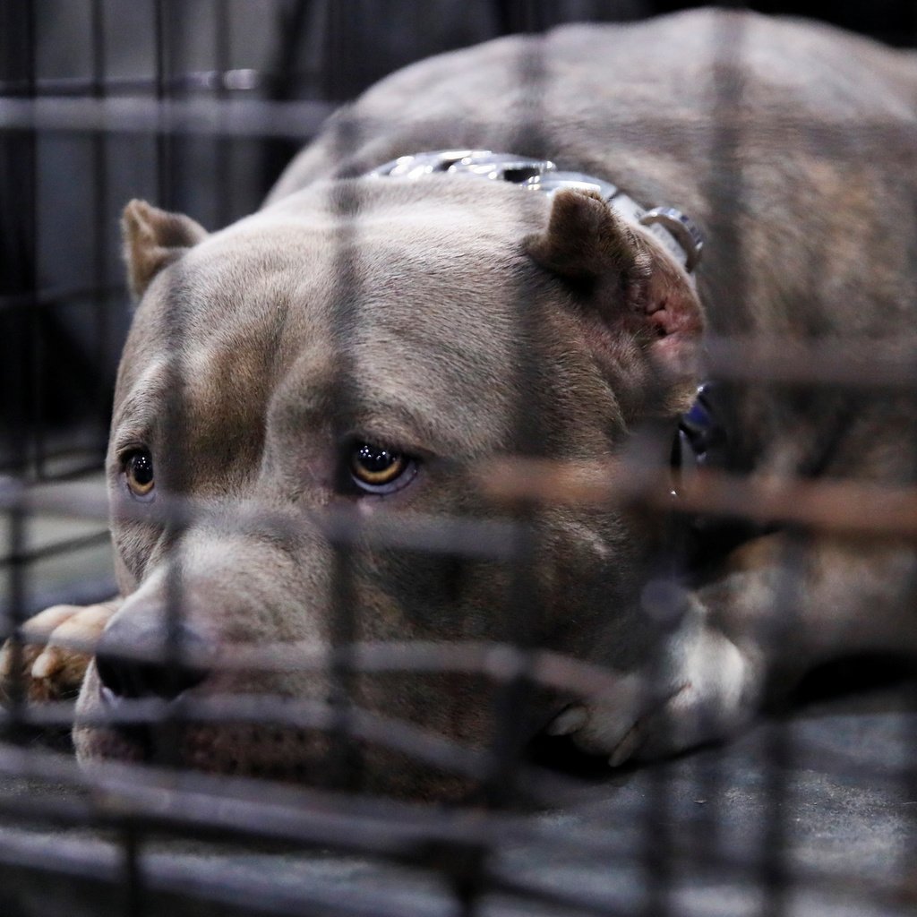 Стаффордширский терьер злой убийца