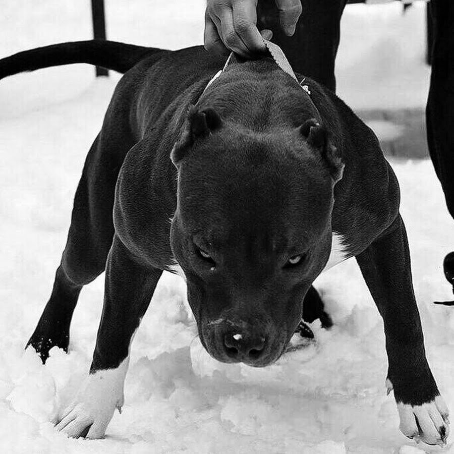 Аргентинский стаффордширский терьер