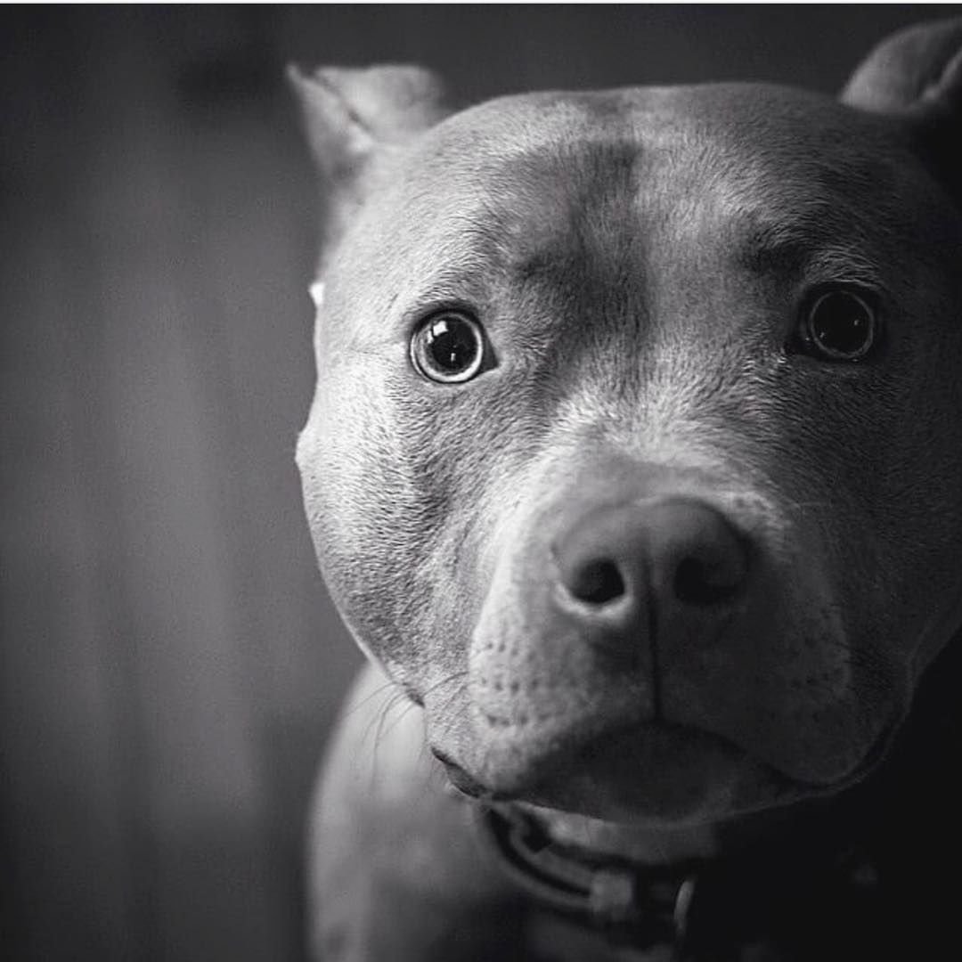 Американский стаффордширский терьер голубой