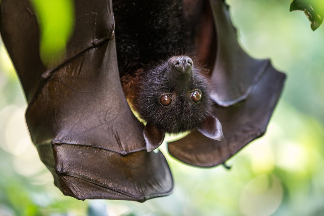 Крылан летучая лисица