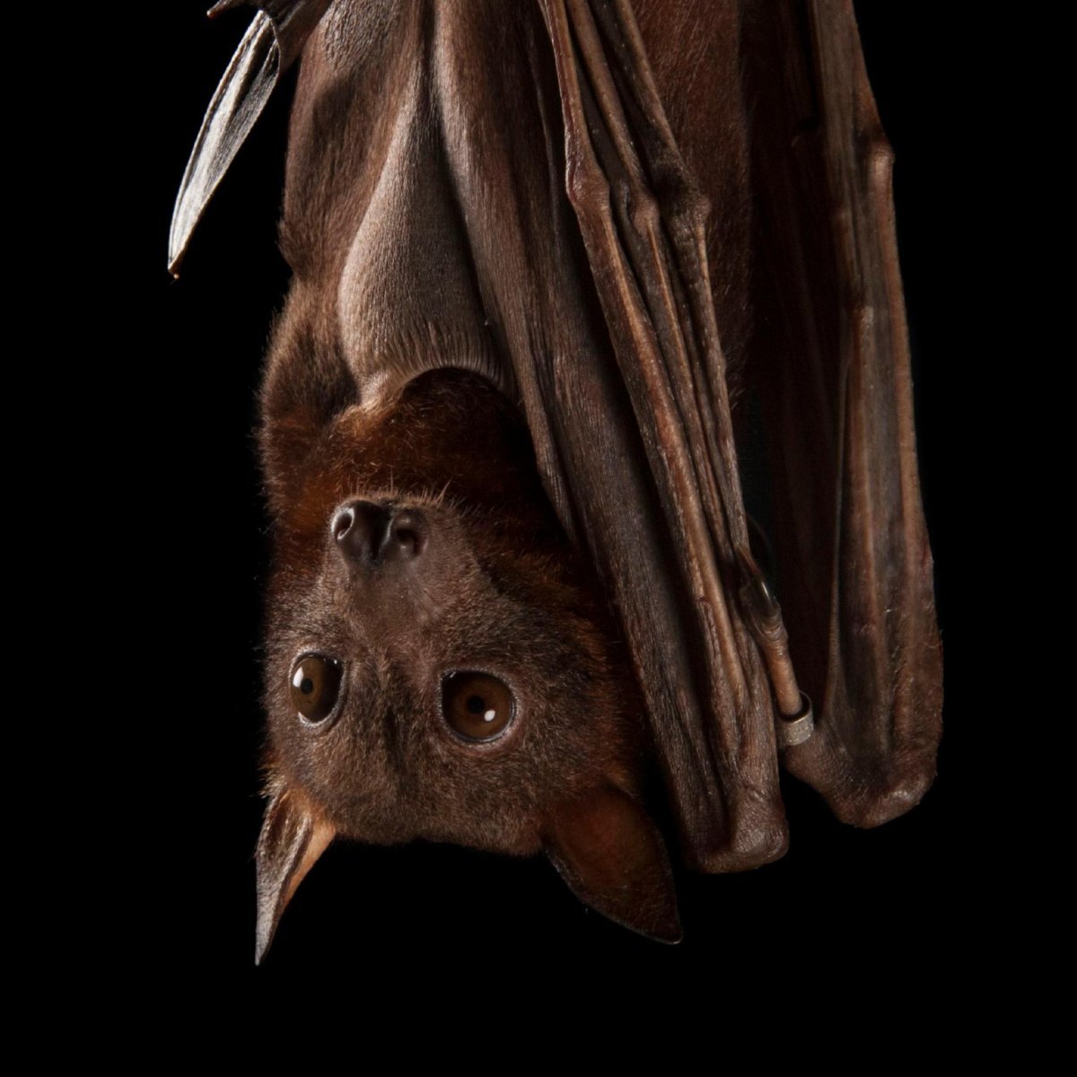 Черная летучая лисица