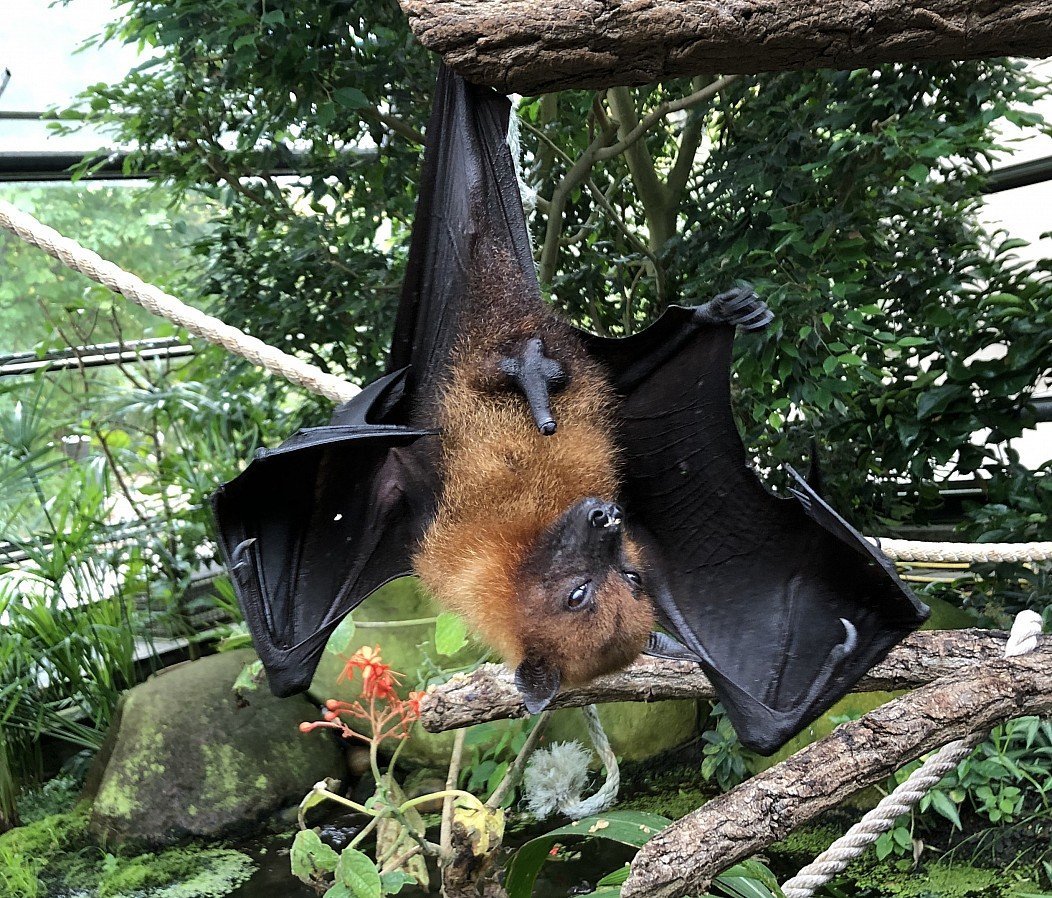 Крылан летучая лисица