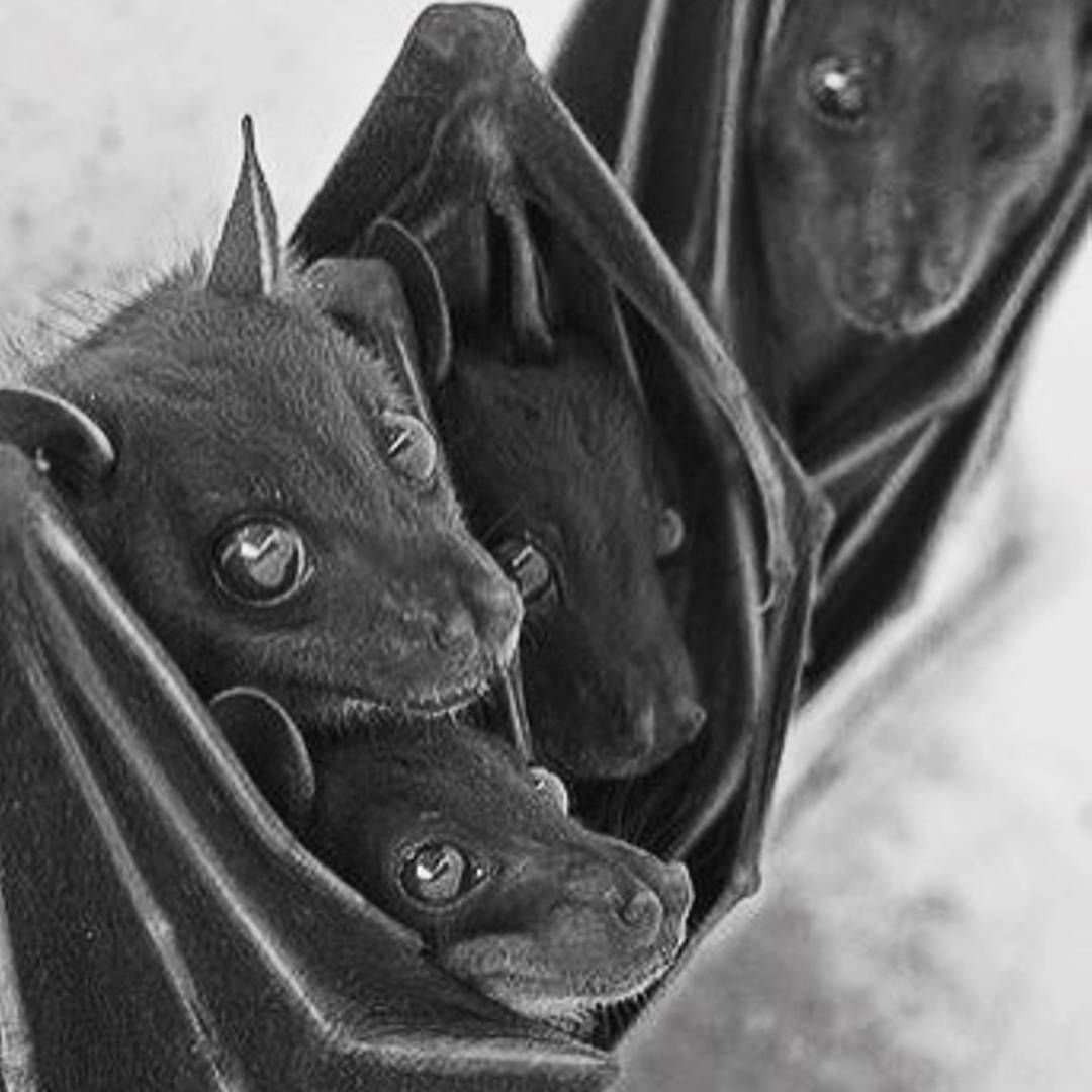 Летучая мышь Эстетика