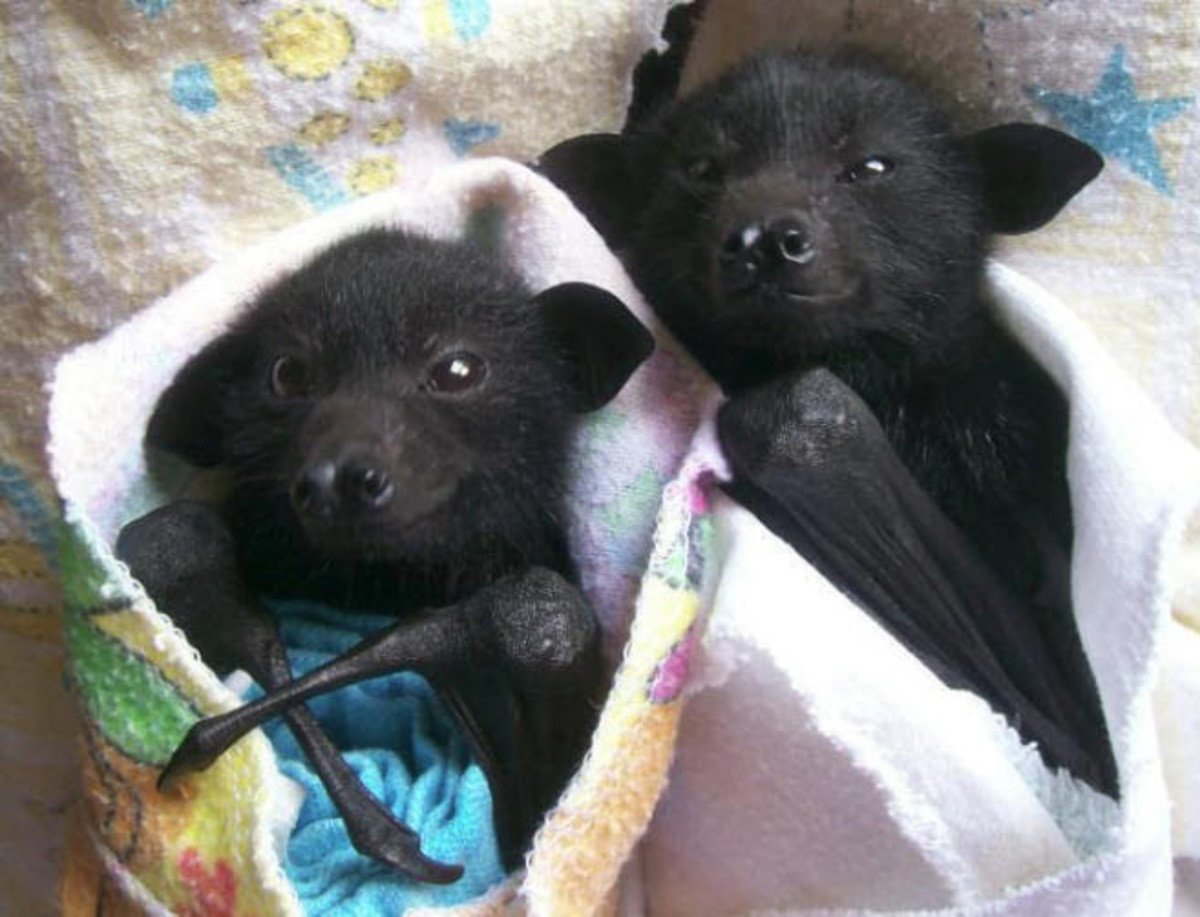 Черная летучая лисица