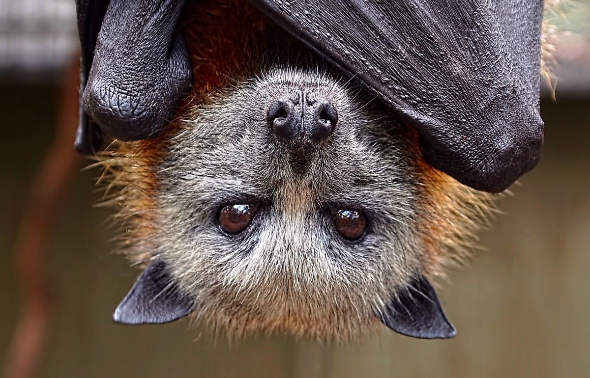 Летучая мышь милая