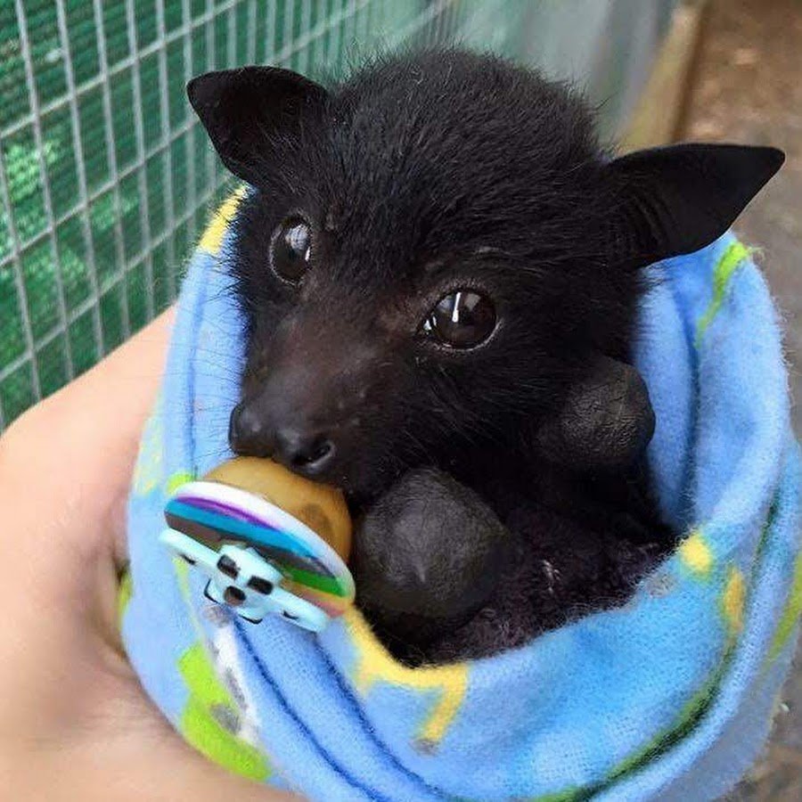 Цуцик зверек