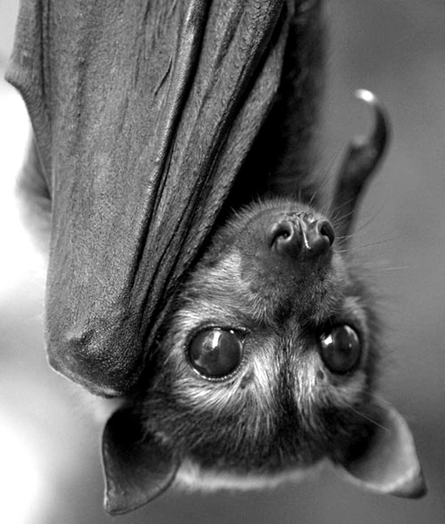 Летучая мышь в России