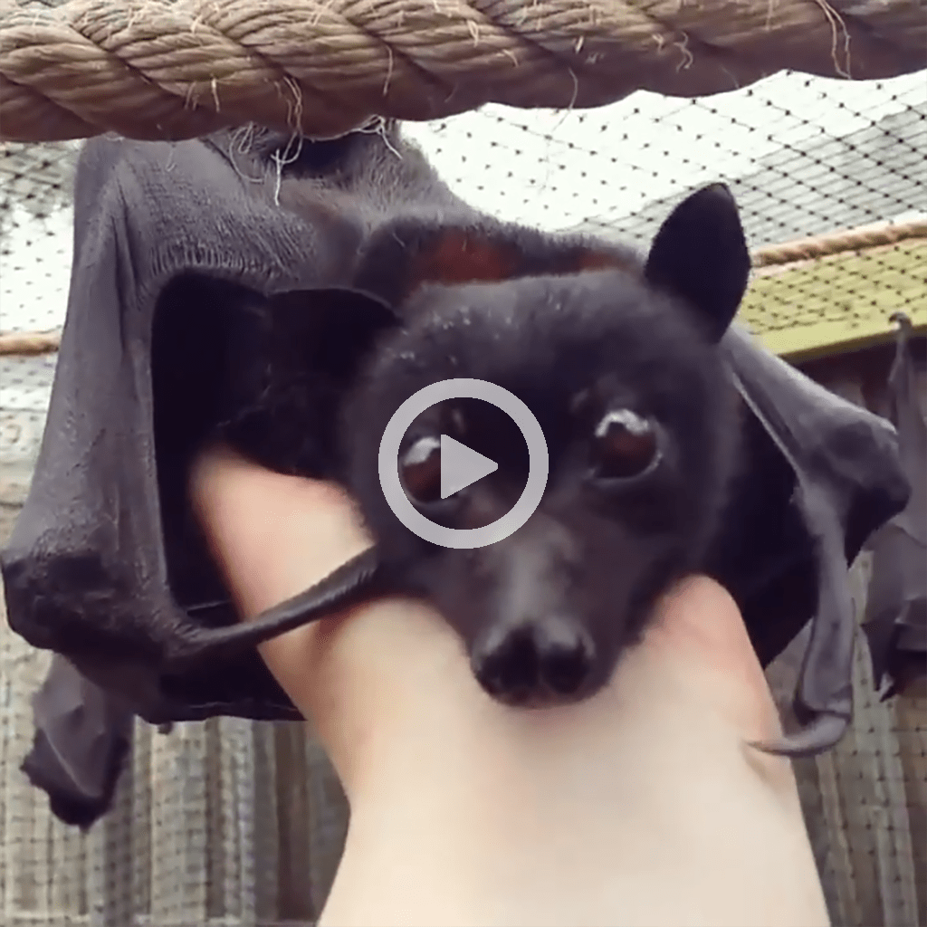 Вываливается Биг bat