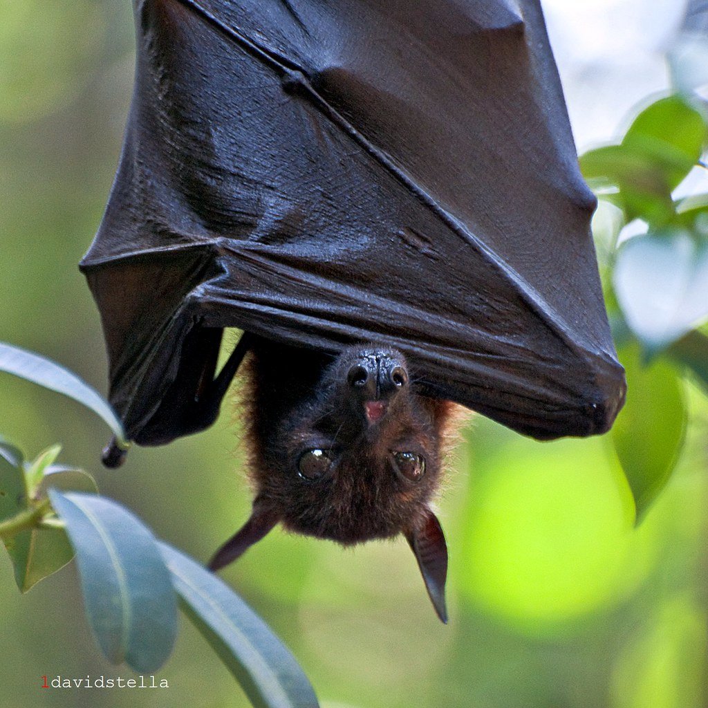 Летучие лисицы милые