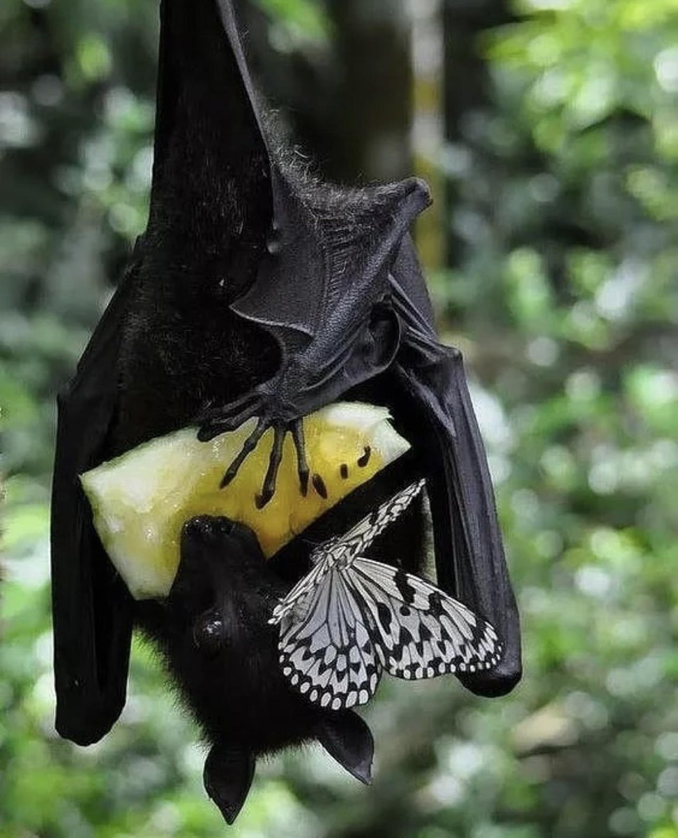 Необычные летучие мыши