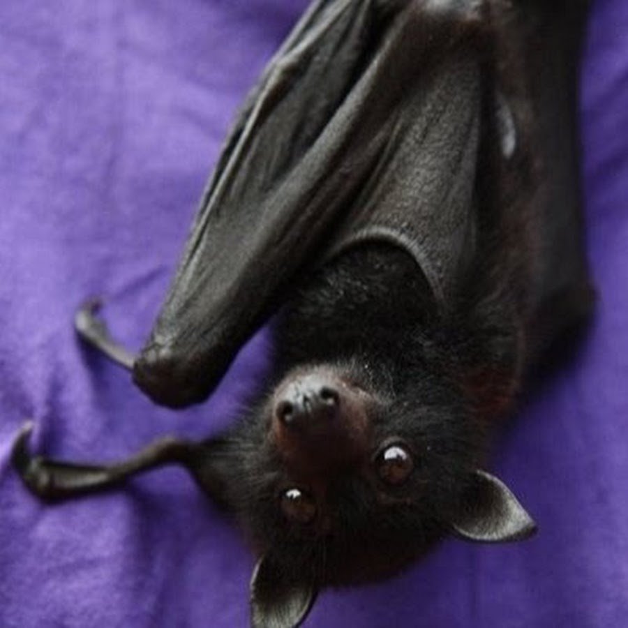 Крылан черный