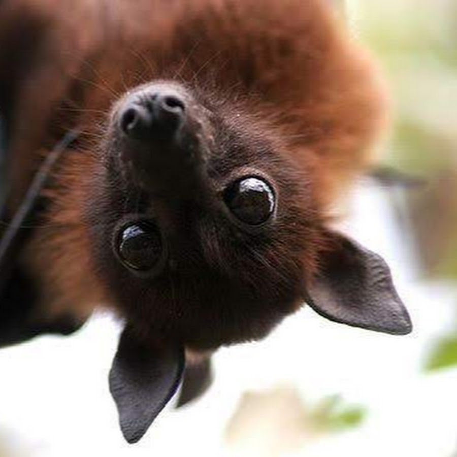 Летучие мыши новой Зеландии