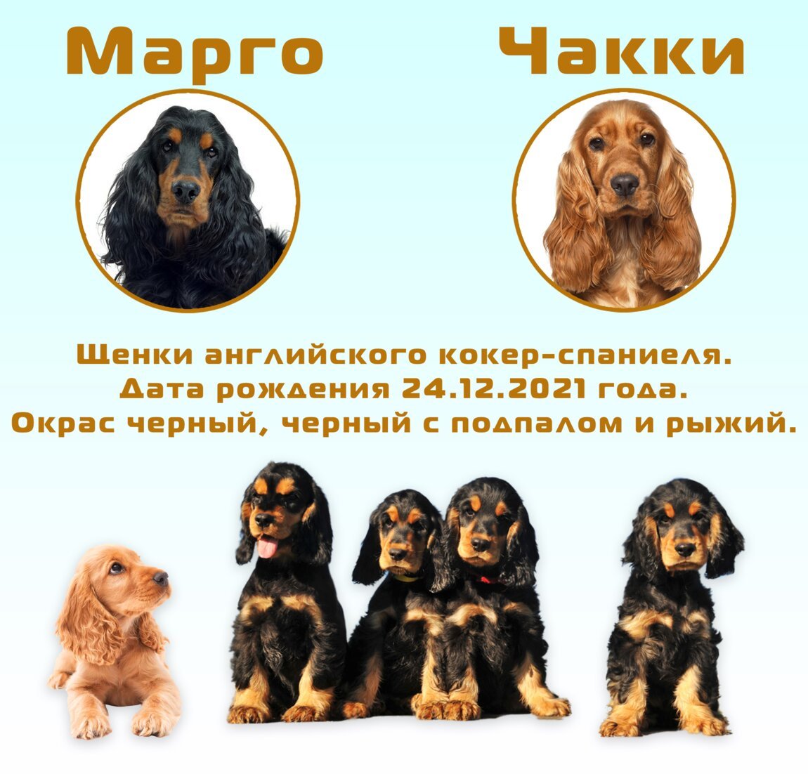 Золотистый кокер спаниель