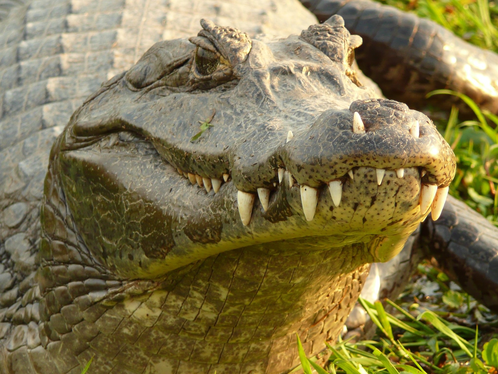 Зубы отсутствуют у черепах крокодилов. Нильский крокодил. Крокодил Аллигатор Кайман. Миссисипский Аллигатор зубы. Тартаруга Аллигатор.