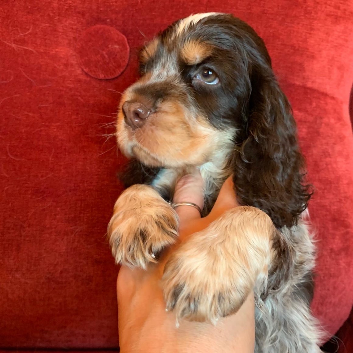 Собака американский кокер спаниель