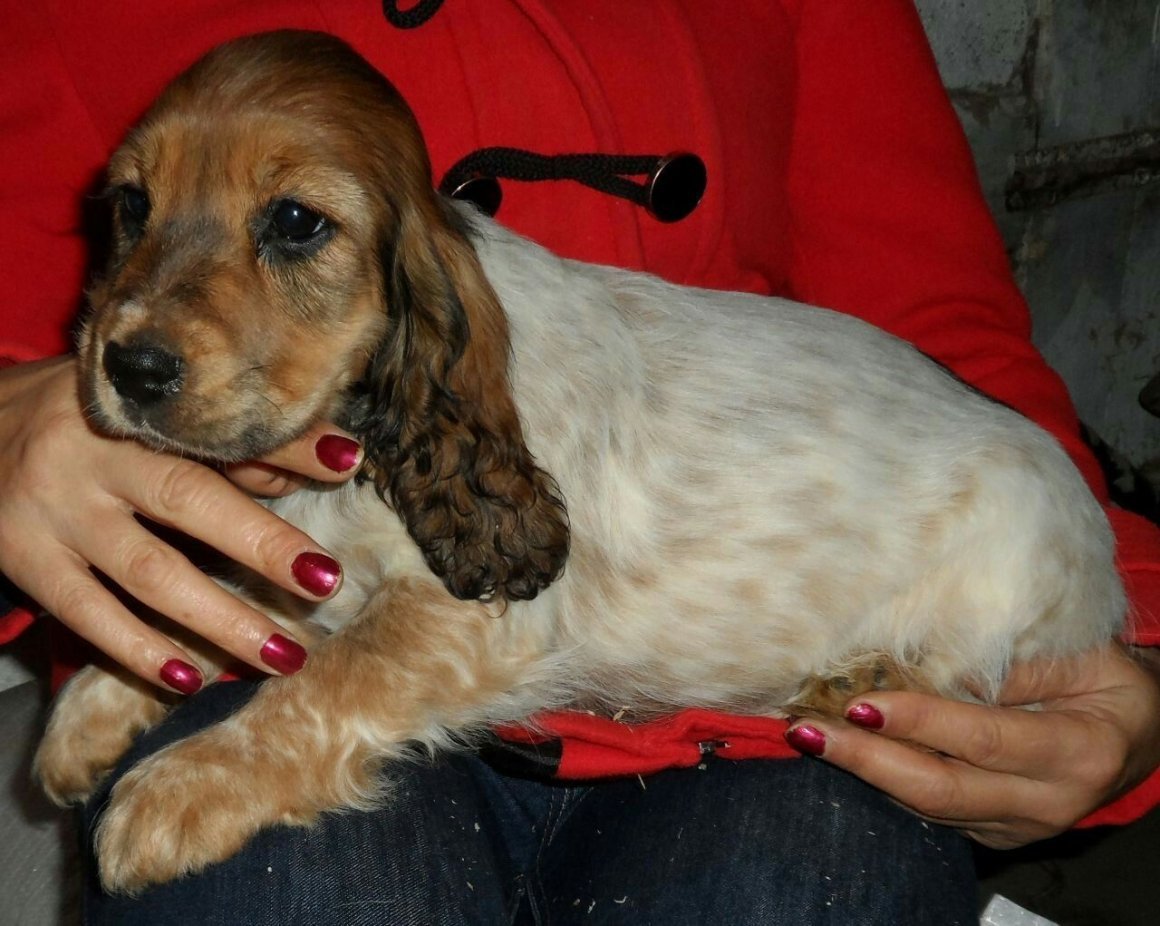 Стрижка английского кокер спаниеля