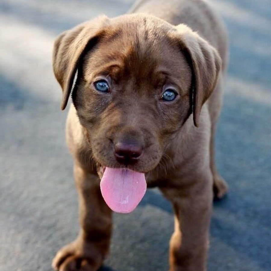 Лабрадор шоколадный голубоглазый