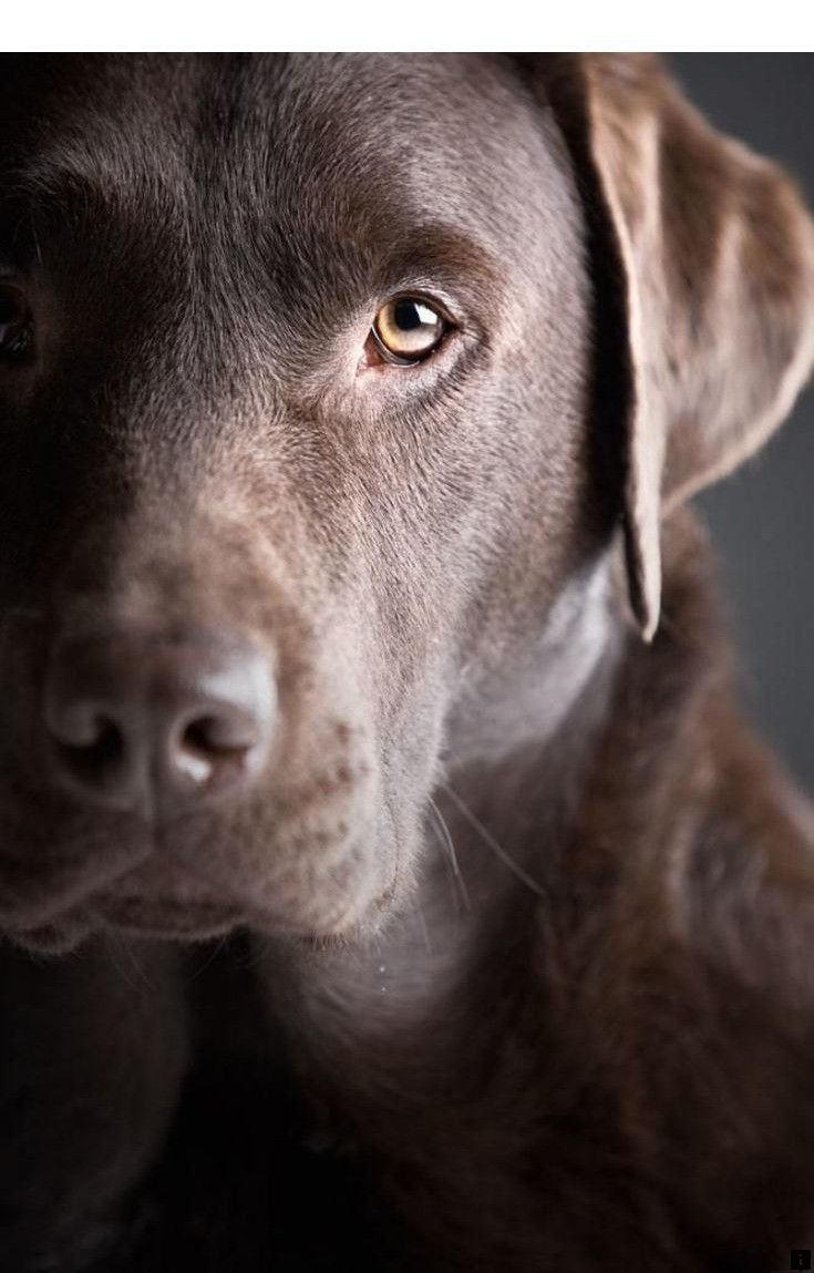 Лабрадор шоколадный голубоглазый