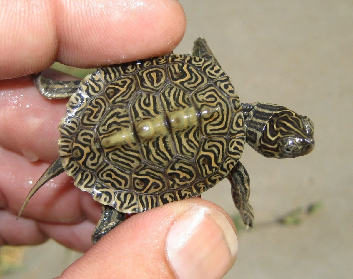 Террапин черепаха